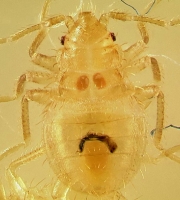 first-instar-bed-bug-nymph